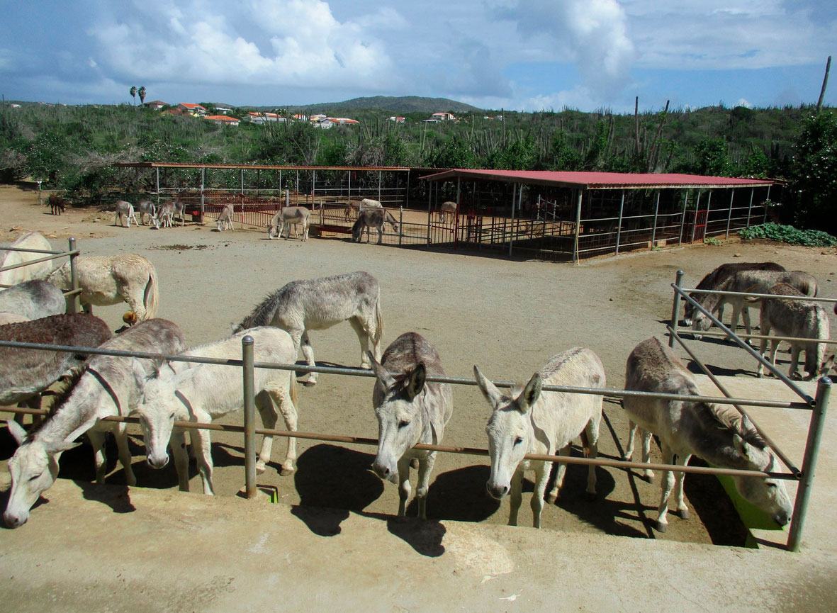 Заповідник ослів (Donkey Sanctuary Aruba) – Аруба