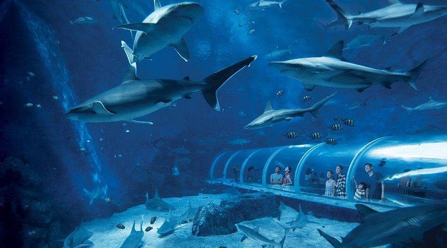 SEA Aquarium – Сінгапур